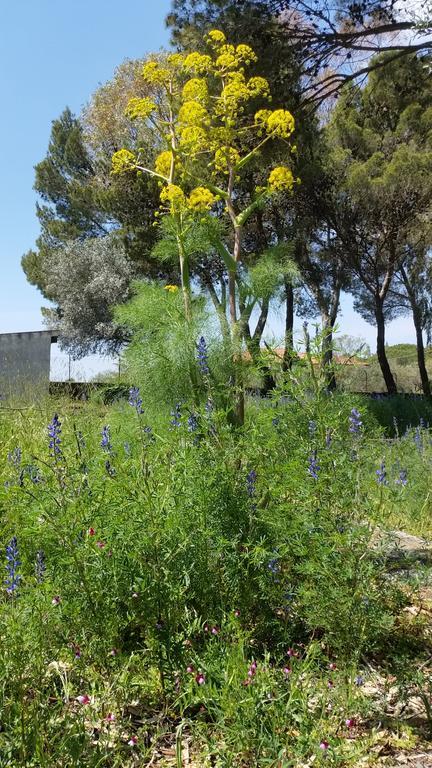 Villa Morgante B&B Pedara Dış mekan fotoğraf