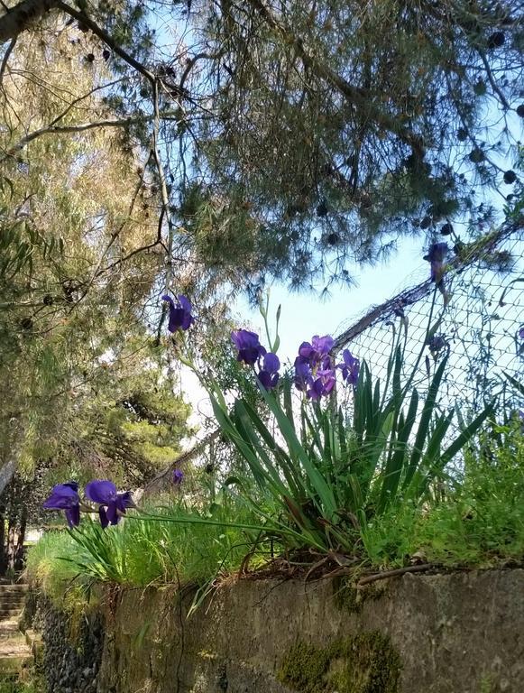 Villa Morgante B&B Pedara Dış mekan fotoğraf